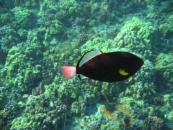 Box Jellyfish and Pinktail Triggerfish, Molokini Crater, ... by Lee Howard 